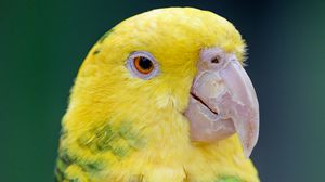 Preview wallpaper yellow-headed parrot, parrot, bird, bright