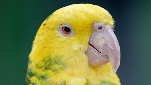 Preview wallpaper yellow-headed parrot, parrot, bird, bright