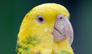 Preview wallpaper yellow-headed parrot, parrot, bird, bright