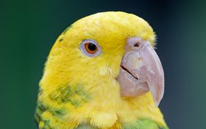 Preview wallpaper yellow-headed parrot, parrot, bird, bright