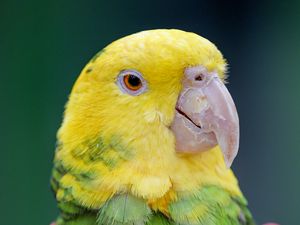 Preview wallpaper yellow-headed parrot, parrot, bird, bright