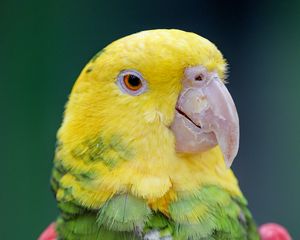 Preview wallpaper yellow-headed parrot, parrot, bird, bright