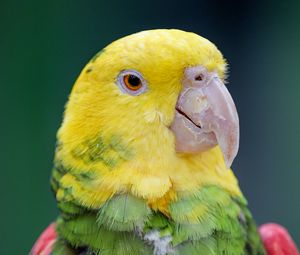 Preview wallpaper yellow-headed parrot, parrot, bird, bright