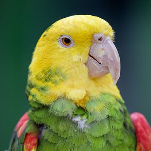 Preview wallpaper yellow-headed parrot, parrot, bird, bright