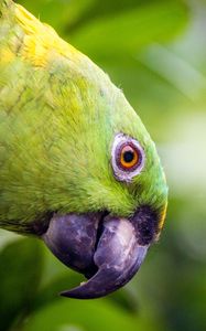 Preview wallpaper yellow-naped, amazon, parrot, bird, beak