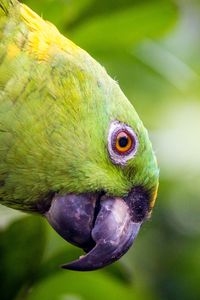 Preview wallpaper yellow-naped, amazon, parrot, bird, beak