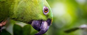 Preview wallpaper yellow-naped, amazon, parrot, bird, beak