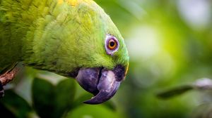 Preview wallpaper yellow-naped, amazon, parrot, bird, beak