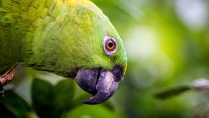 Preview wallpaper yellow-naped, amazon, parrot, bird, beak