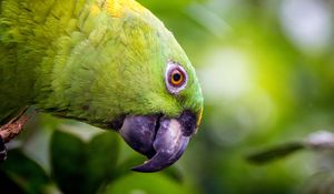 Preview wallpaper yellow-naped, amazon, parrot, bird, beak