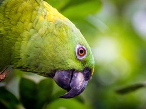 Preview wallpaper yellow-naped, amazon, parrot, bird, beak