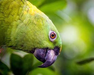 Preview wallpaper yellow-naped, amazon, parrot, bird, beak