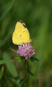 Preview wallpaper yellows, butterfly, clover, flower, macro