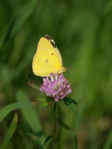 Preview wallpaper yellows, butterfly, clover, flower, macro