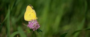 Preview wallpaper yellows, butterfly, clover, flower, macro