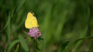 Preview wallpaper yellows, butterfly, clover, flower, macro