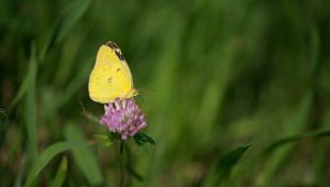 Preview wallpaper yellows, butterfly, clover, flower, macro