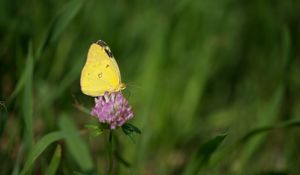 Preview wallpaper yellows, butterfly, clover, flower, macro