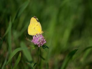 Preview wallpaper yellows, butterfly, clover, flower, macro