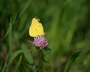 Preview wallpaper yellows, butterfly, clover, flower, macro