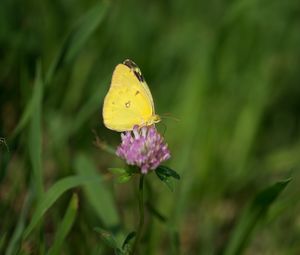 Preview wallpaper yellows, butterfly, clover, flower, macro