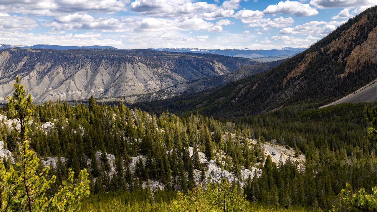 Wallpaper yellowstone national park, beartooth highway, mountains, pine trees, nature