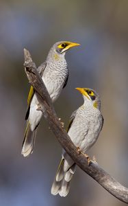 Preview wallpaper yellow-throated miner, miner, birds, branch, wildlife