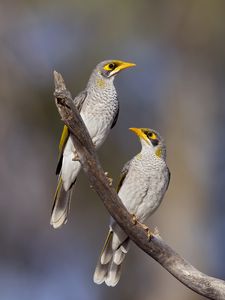 Preview wallpaper yellow-throated miner, miner, birds, branch, wildlife