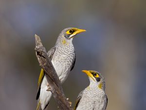 Preview wallpaper yellow-throated miner, miner, birds, branch, wildlife