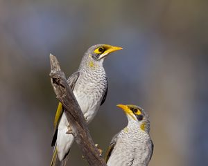 Preview wallpaper yellow-throated miner, miner, birds, branch, wildlife