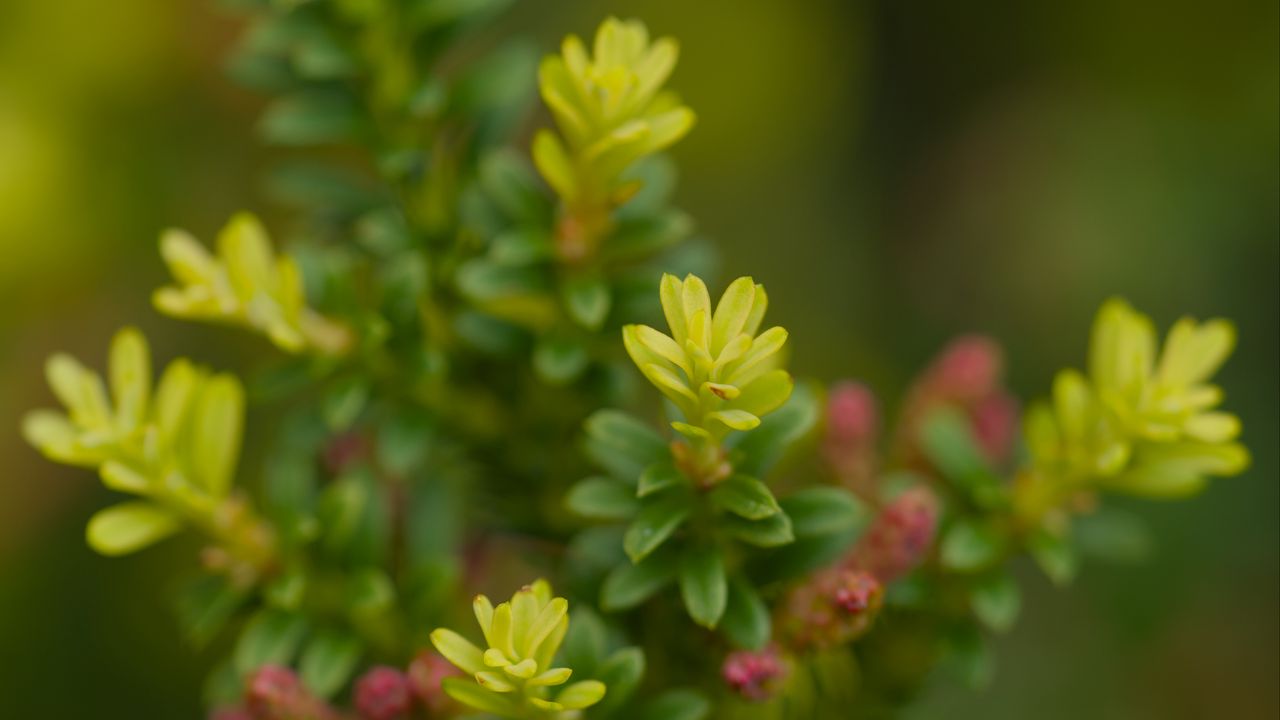 Wallpaper yellowwood, plant, leaves, blur