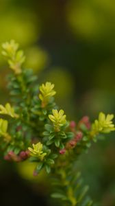 Preview wallpaper yellowwood, plant, leaves, blur