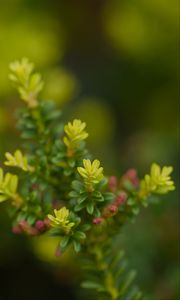 Preview wallpaper yellowwood, plant, leaves, blur