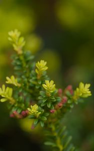 Preview wallpaper yellowwood, plant, leaves, blur