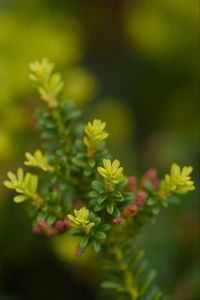 Preview wallpaper yellowwood, plant, leaves, blur