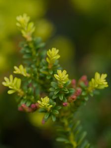 Preview wallpaper yellowwood, plant, leaves, blur