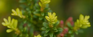 Preview wallpaper yellowwood, plant, leaves, blur