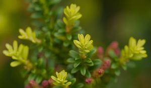 Preview wallpaper yellowwood, plant, leaves, blur