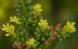 Preview wallpaper yellowwood, plant, leaves, blur