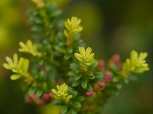 Preview wallpaper yellowwood, plant, leaves, blur