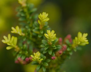 Preview wallpaper yellowwood, plant, leaves, blur