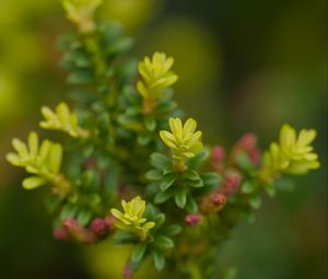 Preview wallpaper yellowwood, plant, leaves, blur