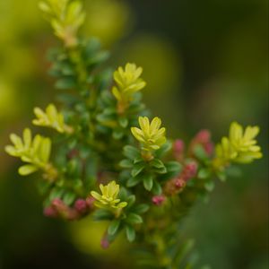 Preview wallpaper yellowwood, plant, leaves, blur