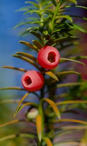 Preview wallpaper yew, berries, branches, leaves, macro