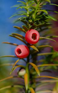 Preview wallpaper yew, berries, branches, leaves, macro