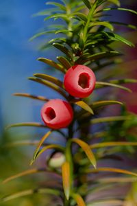 Preview wallpaper yew, berries, branches, leaves, macro