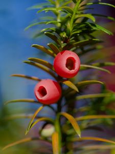 Preview wallpaper yew, berries, branches, leaves, macro