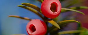 Preview wallpaper yew, berries, branches, leaves, macro