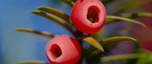 Preview wallpaper yew, berries, branches, leaves, macro