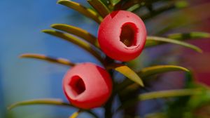 Preview wallpaper yew, berries, branches, leaves, macro